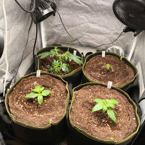 Lemon Cherry Cookies Auto growlog timeline photo