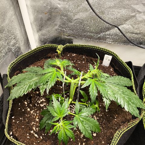Gorilla Zkittlez Auto growlog timeline photo