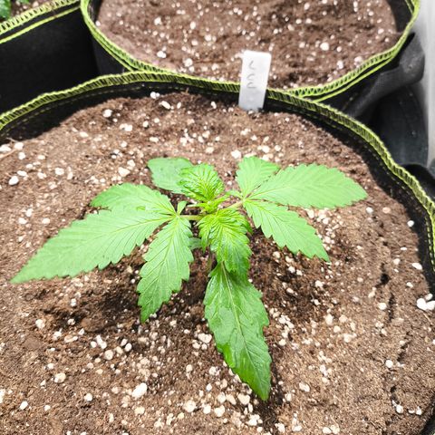 Lemon Cherry Cookies Auto growlog timeline photo