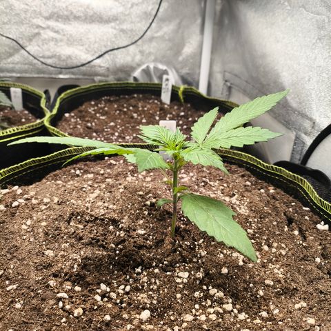 Lemon Cherry Cookies Auto growlog timeline photo