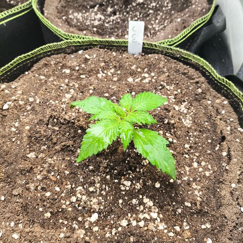 Lemon Cherry Cookies Auto growlog timeline photo