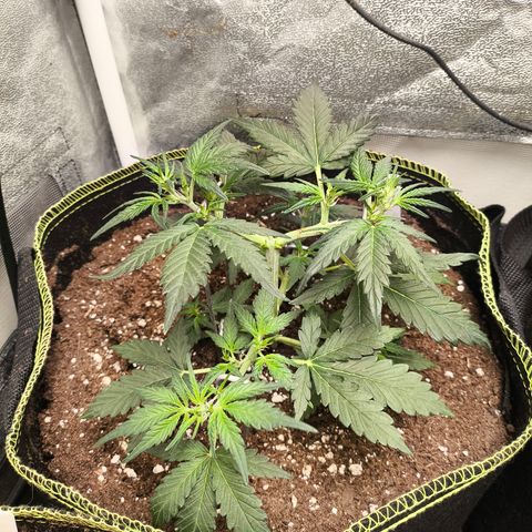 Gorilla Zkittlez Auto growlog timeline photo