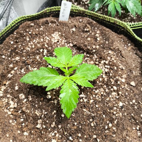 BlackBerry Auto growlog timeline photo