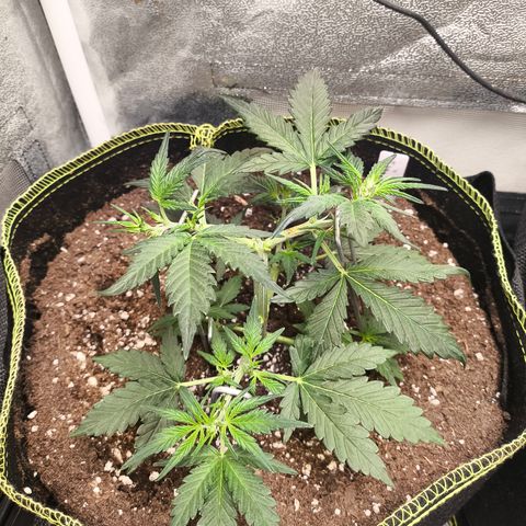 Gorilla Zkittlez Auto growlog timeline photo