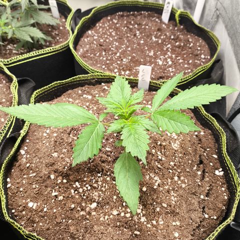 Lemon Cherry Cookies Auto growlog timeline photo