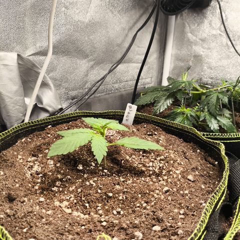 BlackBerry Auto growlog timeline photo