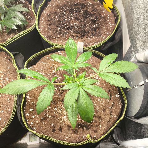 Lemon Cherry Cookies Auto growlog timeline photo