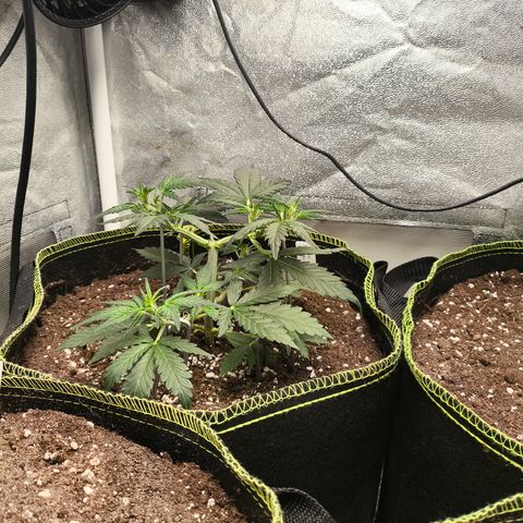 Gorilla Zkittlez Auto growlog timeline photo