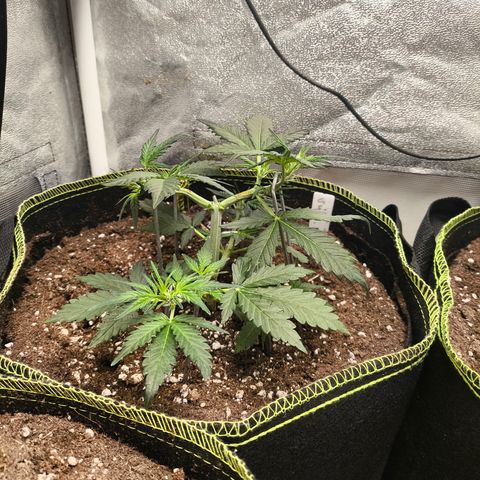 Gorilla Zkittlez Auto growlog timeline photo