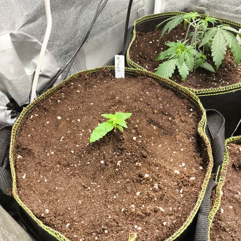BlackBerry Auto growlog timeline photo