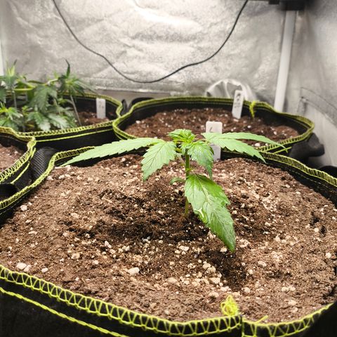 Lemon Cherry Cookies Auto growlog timeline photo