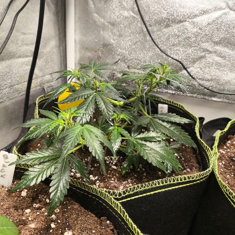 Gorilla Zkittlez Auto growlog timeline photo