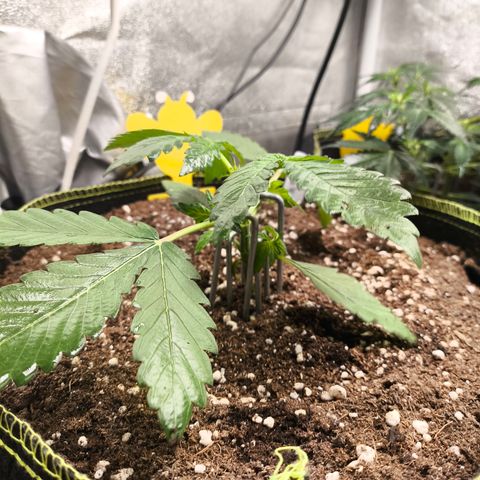 BlackBerry Auto growlog timeline photo