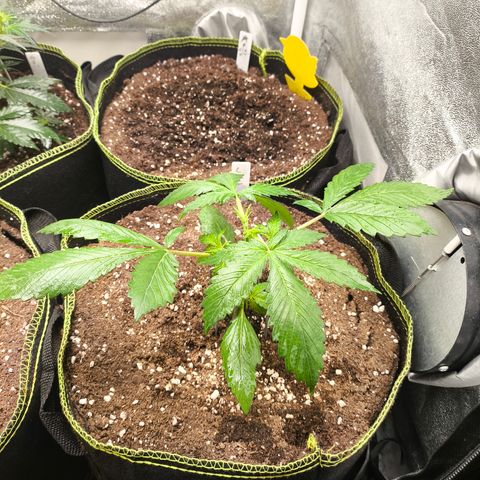 Lemon Cherry Cookies Auto growlog timeline photo