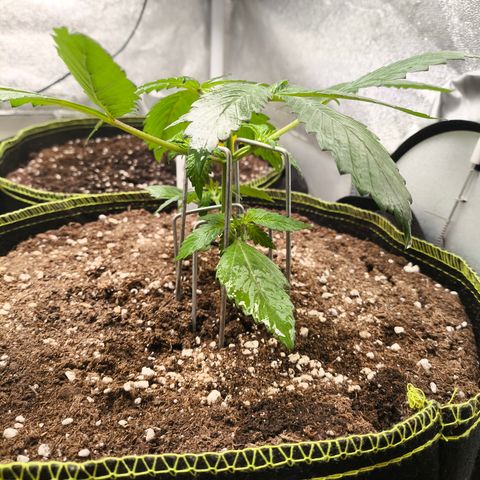 Lemon Cherry Cookies Auto growlog timeline photo