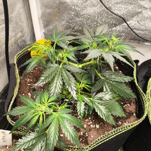 Gorilla Zkittlez Auto growlog timeline photo