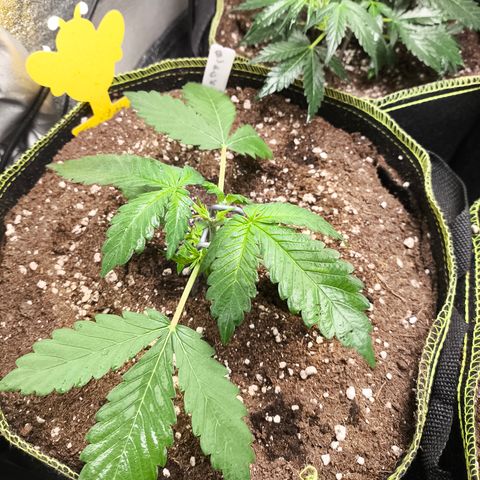 BlackBerry Auto growlog timeline photo