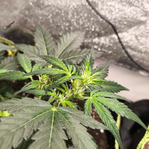 Gorilla Zkittlez Auto growlog timeline photo