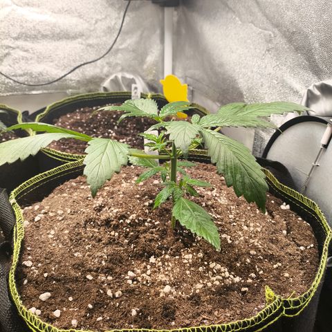 Lemon Cherry Cookies Auto growlog timeline photo