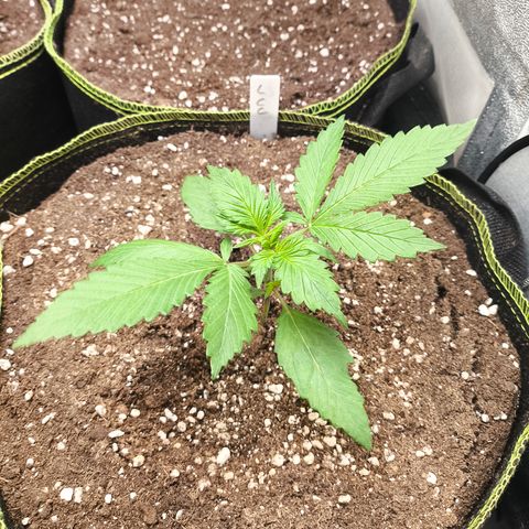 Lemon Cherry Cookies Auto growlog timeline photo