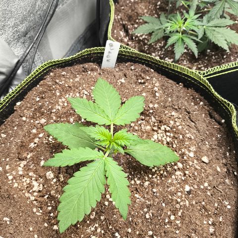 BlackBerry Auto growlog timeline photo