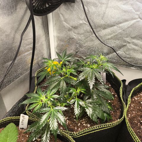 Gorilla Zkittlez Auto growlog timeline photo