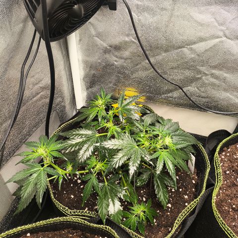 Gorilla Zkittlez Auto growlog timeline photo