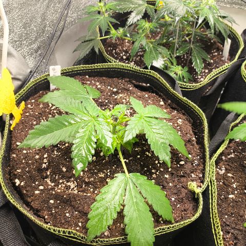 BlackBerry Auto growlog timeline photo