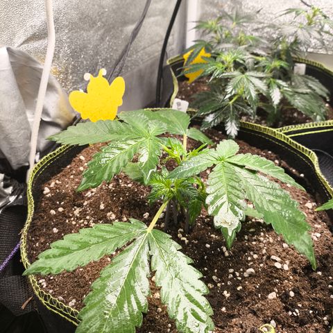 BlackBerry Auto growlog timeline photo