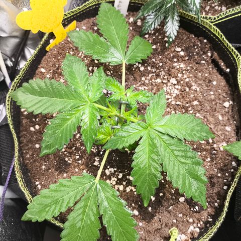 BlackBerry Auto growlog timeline photo