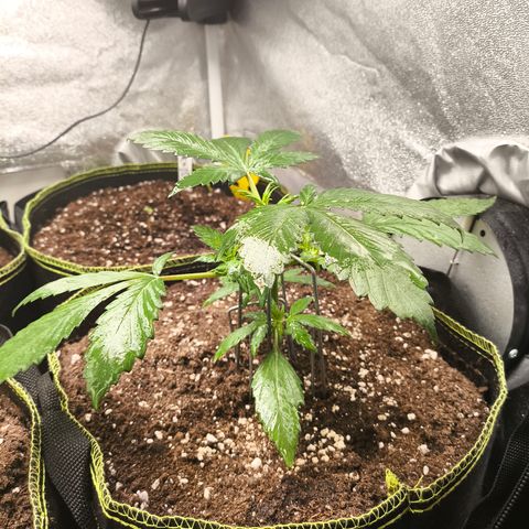 Lemon Cherry Cookies Auto growlog timeline photo