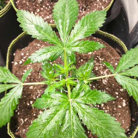 Lemon Cherry Cookies Auto growlog timeline photo