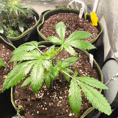Lemon Cherry Cookies Auto growlog timeline photo
