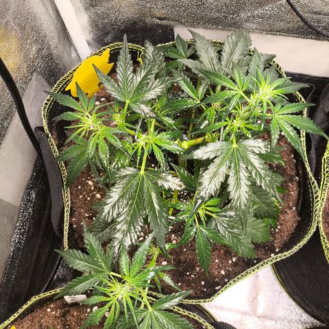 Gorilla Zkittlez Auto growlog timeline photo