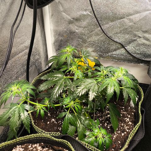 Gorilla Zkittlez Auto growlog timeline photo