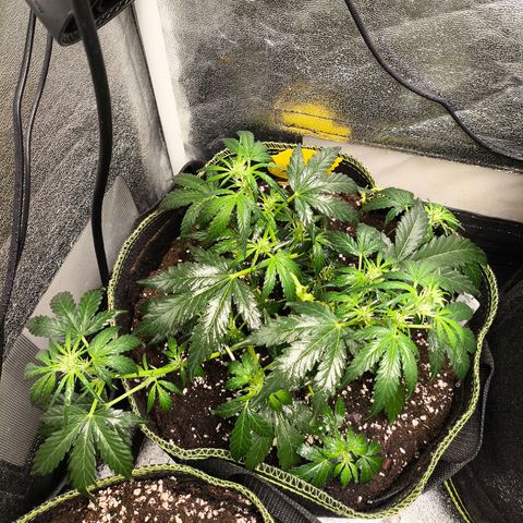 Gorilla Zkittlez Auto growlog timeline photo