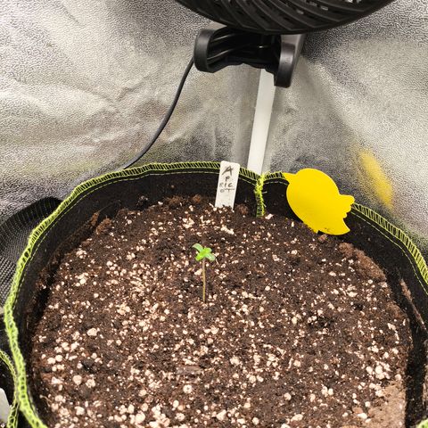 Apricot Auto growlog timeline photo