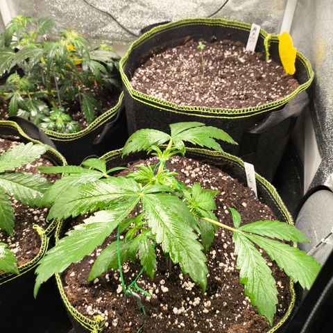 Lemon Cherry Cookies Auto growlog timeline photo