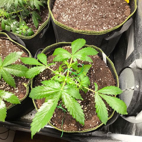 Lemon Cherry Cookies Auto growlog timeline photo