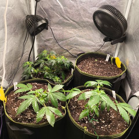 Apricot Auto growlog timeline photo