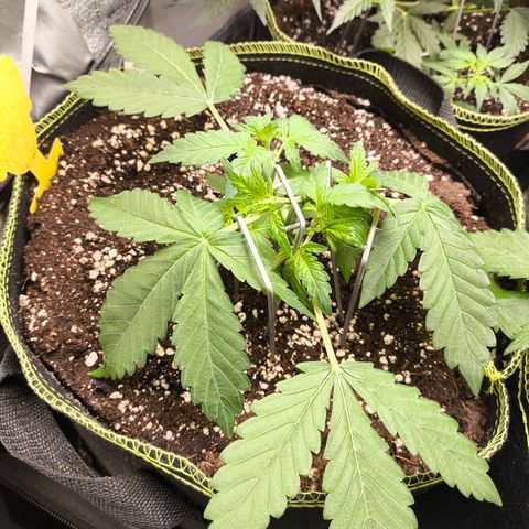BlackBerry Auto growlog timeline photo