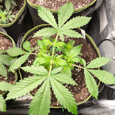 Lemon Cherry Cookies Auto growlog timeline photo