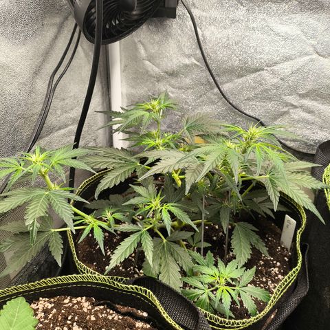 Gorilla Zkittlez Auto growlog timeline photo
