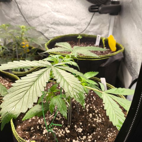 Lemon Cherry Cookies Auto growlog timeline photo