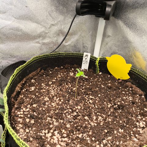 Apricot Auto growlog timeline photo