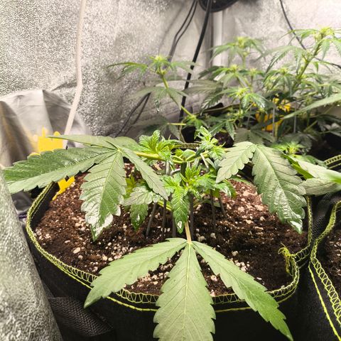 BlackBerry Auto growlog timeline photo