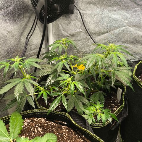 Gorilla Zkittlez Auto growlog timeline photo