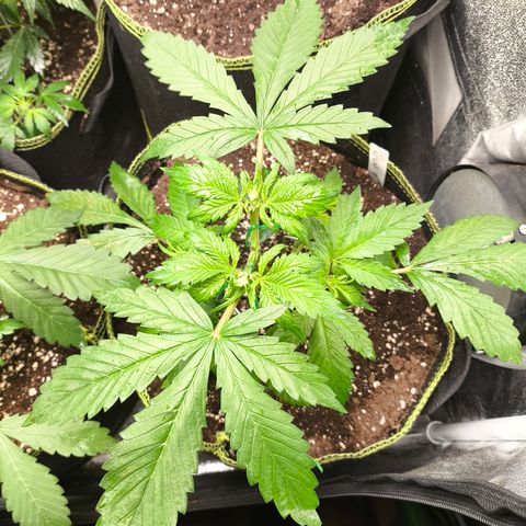 Lemon Cherry Cookies Auto growlog timeline photo