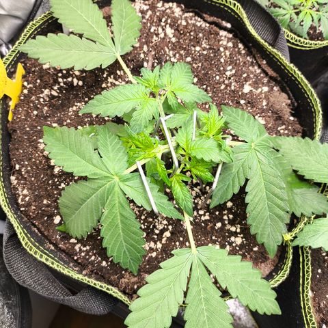 BlackBerry Auto growlog timeline photo