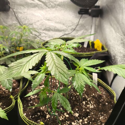 Lemon Cherry Cookies Auto growlog timeline photo